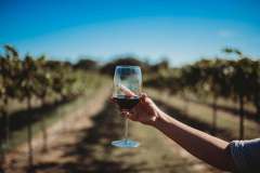 rising-sun-vineyard-wine-in-the-vines