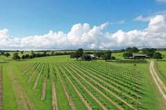 rising-sun-vineyard-aerial