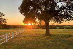 rising-sun-vineyard-texas-winery-sunset