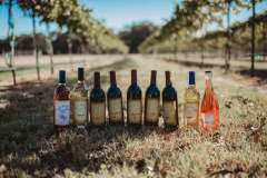 rising-sun-vineyard-wines-in-the-vineyard